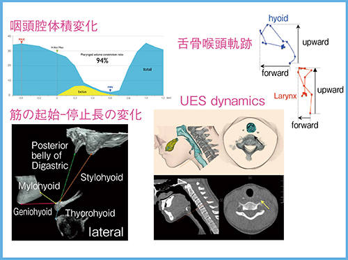 図8　嚥下機能CTの動態の定量評価