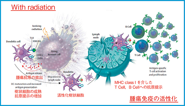 図3　放射線照射による腫瘍抗原のクロスプレゼンテーションの強化 （参考文献2）より引用改変）